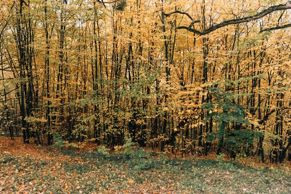 Autumn trees with yellow leaves on branches 