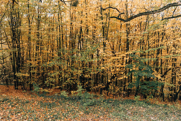 Autumn trees with yellow leaves on branches 