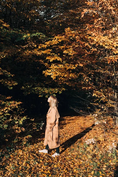 Woman Looking Trees Sunny Autumn Forest — Free Stock Photo