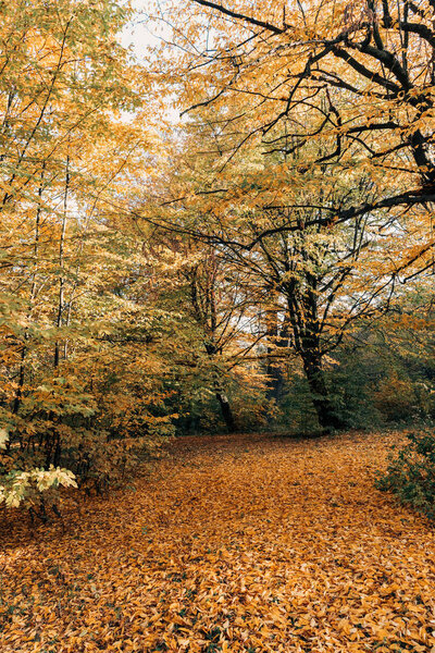 Golden fallen leaves near trees in forest 