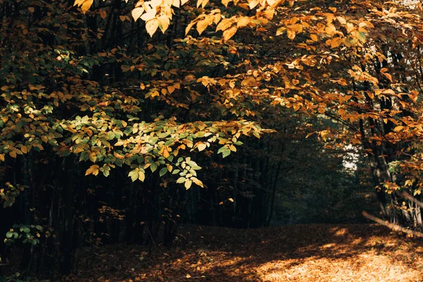 Selective focus of autumn leaves on tree twigs in peaceful forest 