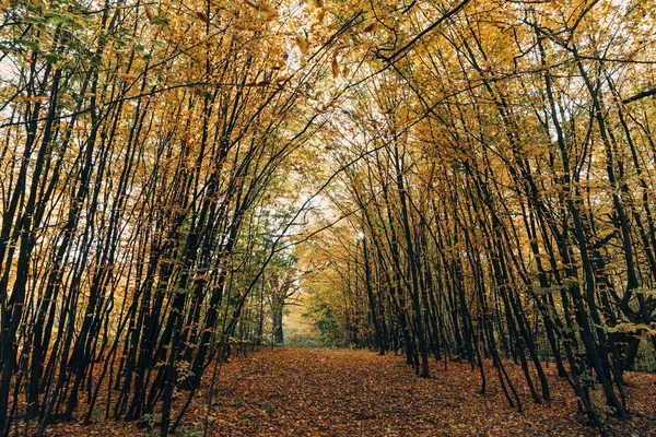 Chemin Avec Feuilles Dorées Tombées Dans Forêt Automne — Photo