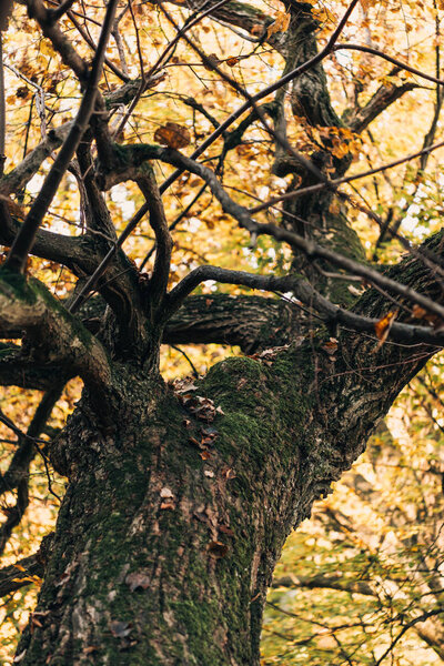 Селективный фокус старого дерева с жёлтыми листьями
 