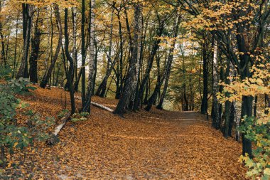 Fallen leaves on pathway in autumn forest clipart