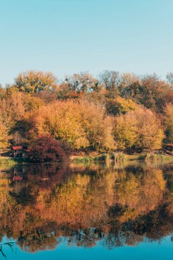 golden trees in autumnal forest and calm lake clipart