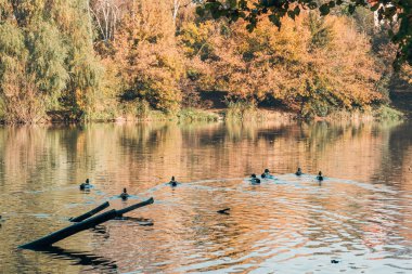 Ducks swimming in lake near peaceful autumn forest  clipart