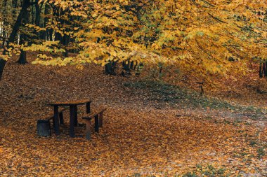 Ahşap banklar ve tablo Sonbahar Park 