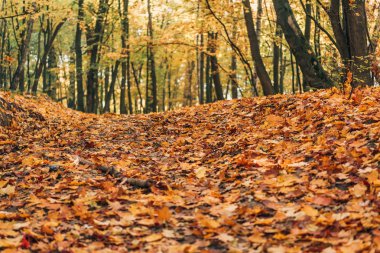 Selective focus of autumn forest with fallen leaves  clipart