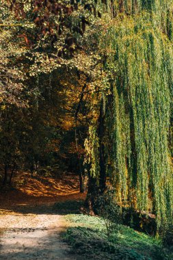 Pathway with sunlight near weeping willow tree in forest clipart