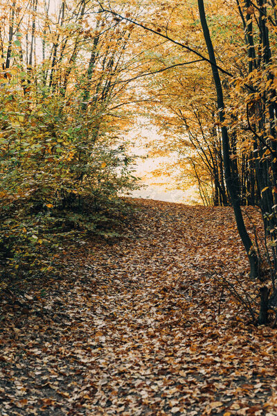 Fallen golden leaves on pathway in autumn forest 