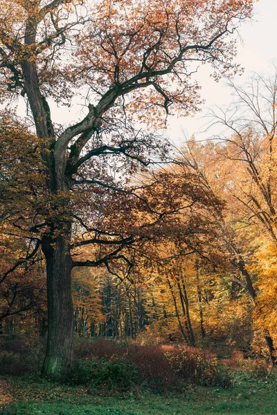 Árbol Viejo Con Hojas Otoño Ramas Bosque Tranquilo — Foto de Stock