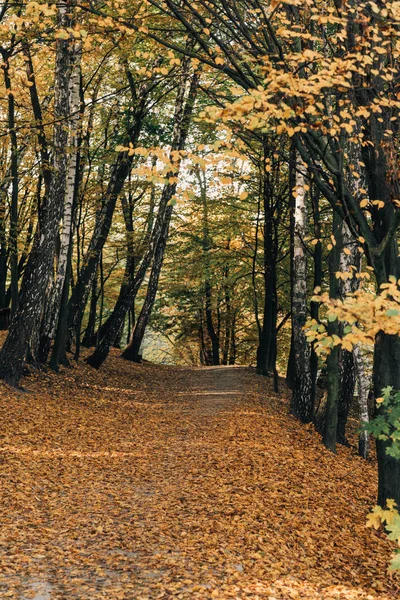 在宁静的秋天森林与落叶的路径 — 图库照片