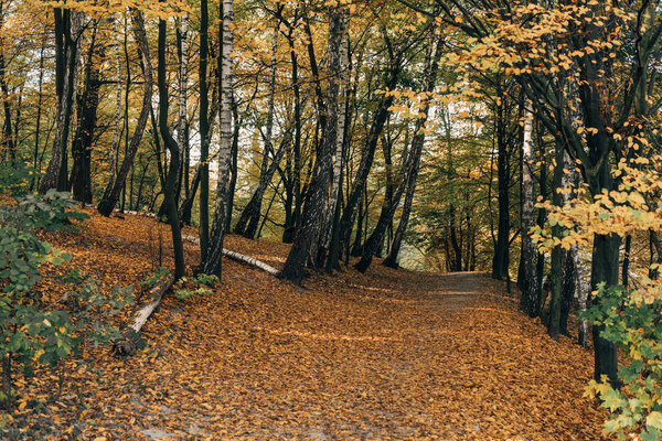 Падшие листья на дорожке в осеннем лесу

