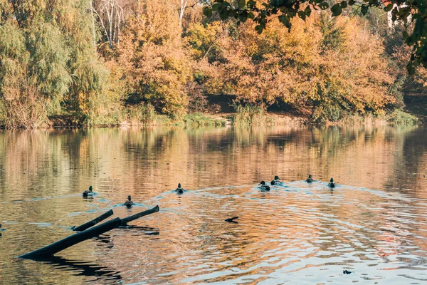 Patos Nadando Lago Cerca Del Pacífico Bosque Otoñal — Foto de Stock