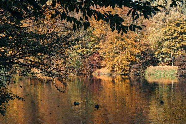 Πάπιες Που Κολυμπούν Στη Λίμνη Κοντά Στο Φθινόπωρο Δάσος — Φωτογραφία Αρχείου