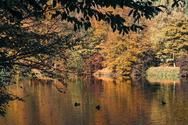 Ducks swimming in lake near autumn forest 