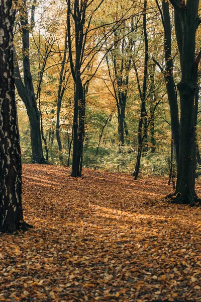 Žluté Listí Poblíž Stromů Podzimním Lese — Stock fotografie