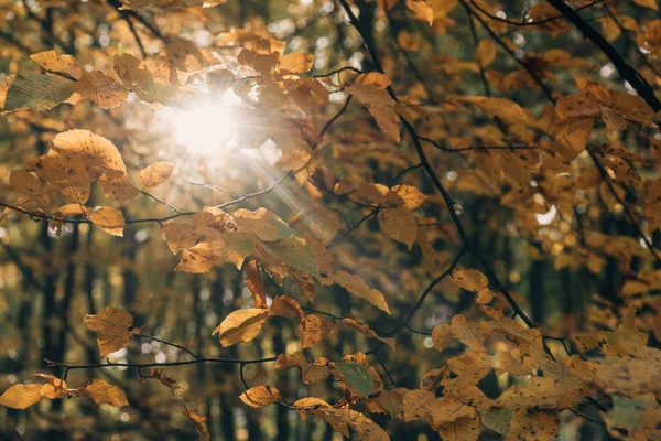 Selective focus of tree branches with sunlight in forest