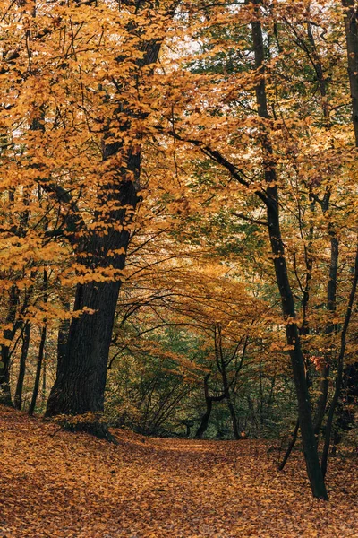 Forêt Automne Avec Des Feuilles Jaunes Sur Les Rameaux Des — Photo gratuite