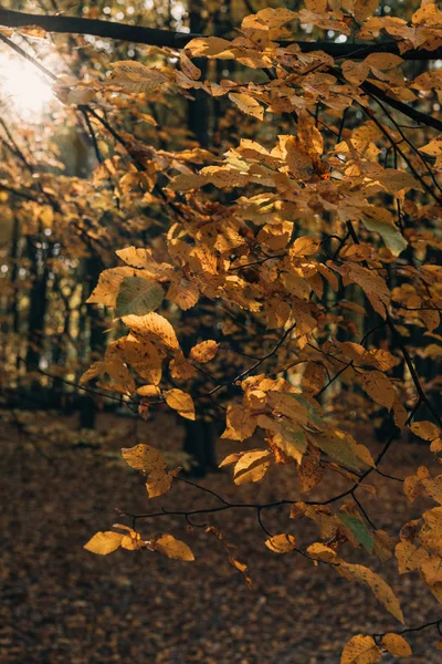 Selective focus of yellow leaves on tree branches 