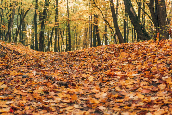 Selective focus of autumn forest with fallen leaves 
