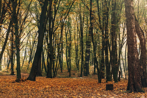 Yellow fallen leaves in autumn forest with trees 