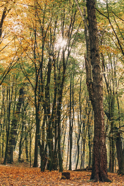 Солнечный свет сквозь ветви высоких деревьев в осеннем лесу
 