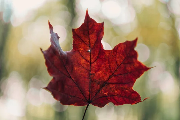 Selective Focus Red Leaf Blurred Background — Stock Photo, Image