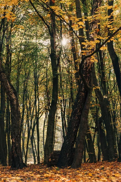 Zon Door Takken Van Bomen Herfst Park — Stockfoto