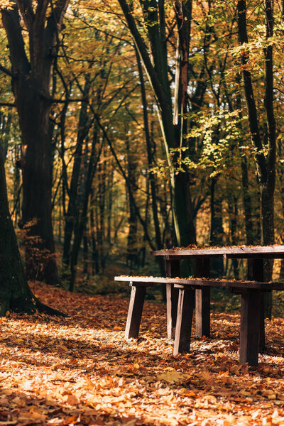 Sunshine on fallen leaves near wooden benches and table in forest 