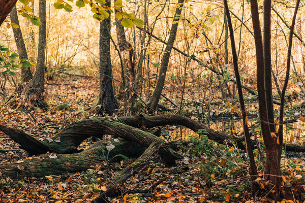 Close up of tree roots in autumn forest 