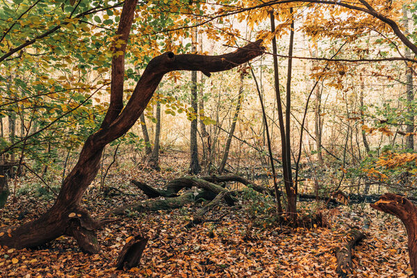 Fallen leaves near tree roots in autumn forest 