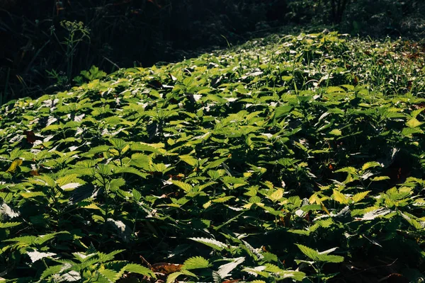 Sfondo Floreale Verde Con Luce Solare Sulle Foglie — Foto Stock