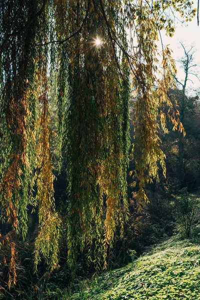 Sunshine through branches of weeping willow tree in forest