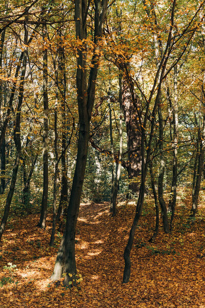 Golden fallen leaves near trees in forest 