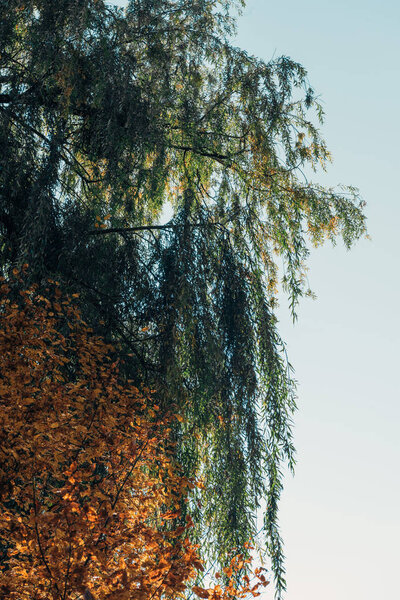 Bottom view of weeping willow tree and blue sky 