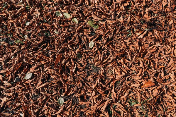 Close Dry Brown Leaves Ground — Free Stock Photo