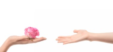 partial view of woman handing pink rose flower to someone isolated on white  clipart