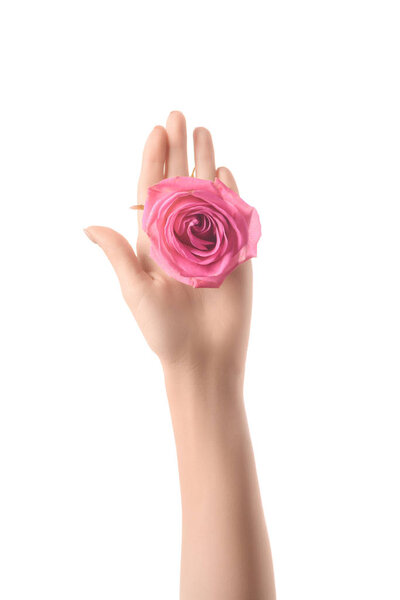 cropped view of woman holding pink rose flower in palm isolated on white 