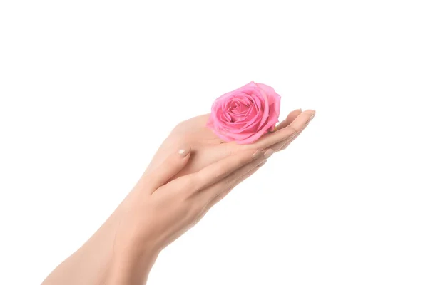 Cropped View Woman Holding Pink Rose Flower Hands Isolated White — Free Stock Photo