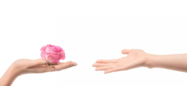 partial view of woman handing pink rose flower to someone isolated on white 