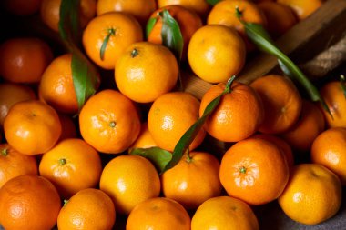 selective focus of sweet orange tangerines with green leaves clipart