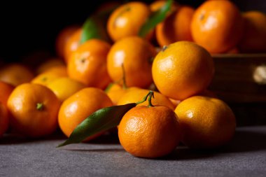 selective focus of tasty orange tangerines with green leaves clipart