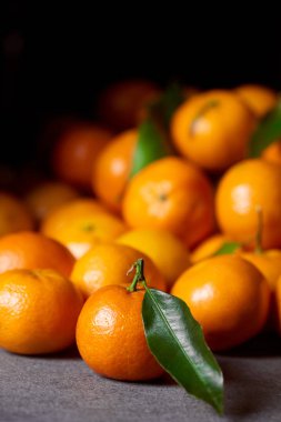 selective focus of sweet orange tangerine near clementines with green leaves clipart