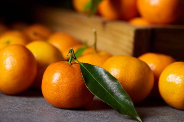 mandalina yeşil yaprakları ile yakın organik clementine seçici odak