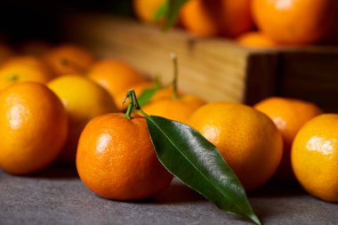 selective focus of organic clementine near tangerines with green leaves clipart