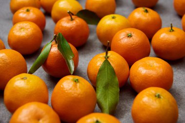 selective focus of orange tangerines with green leaves on grey table clipart