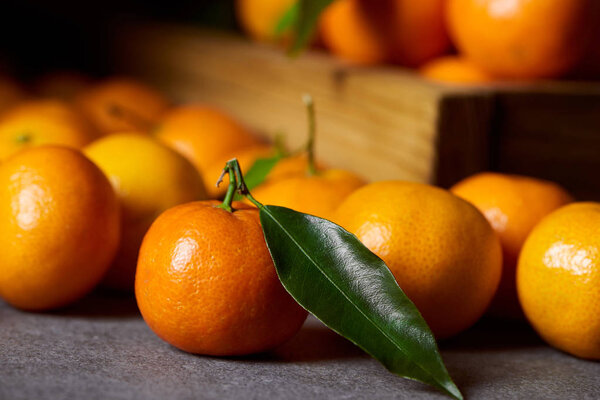 selective focus of organic clementine near tangerines with green leaves