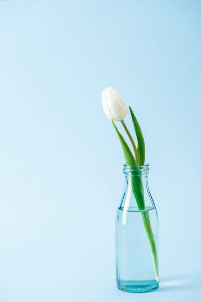 white tulip in transparent glass vase on blue background