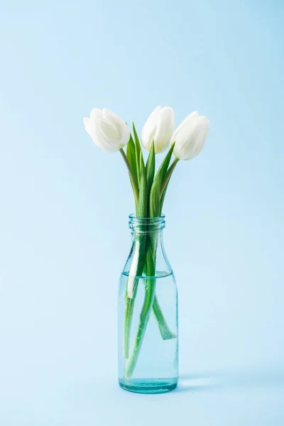 Bouquet Tulipes Blanches Dans Vase Verre Transparent Sur Fond Bleu — Photo